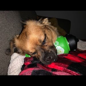 Meet your Posher, Abby